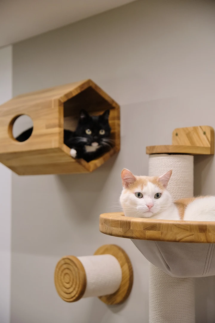 Автор дизайнер АНАСТАСИЯ КАПТЕЛЬ